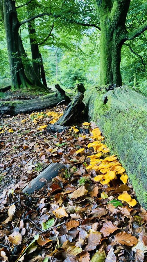 فيلا Wooden Cosy Retreat Hunters Quay دُنون المظهر الخارجي الصورة